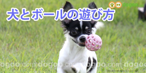 犬とボールの遊び方 初心者から応用まで 犬のq A集 Dogoo Com