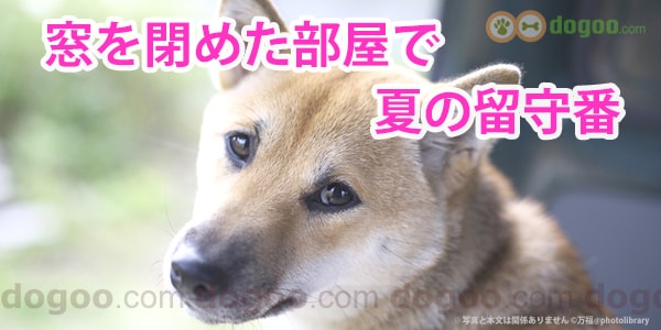 窓を閉めた部屋で 夏の留守番 犬のq A集 Dogoo Com