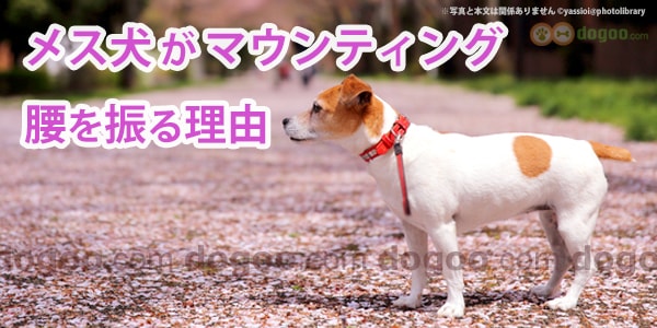 メス犬がマウンティング 腰を振る理由 犬のq A集 Dogoo Com