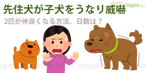 先住 犬 が 子犬 を 嫌がる