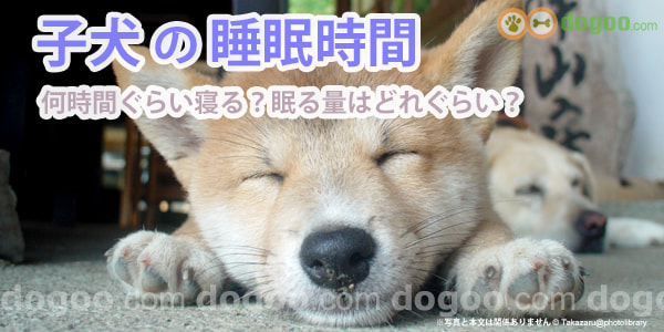 子犬の睡眠時間、どれぐらい量が必要？ 犬のQ&A回答集