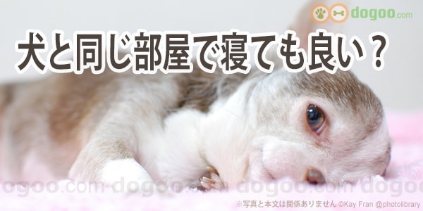 犬と同じ部屋で寝ても良い 寝室は別がいい 犬のq A集 Dogoo Com