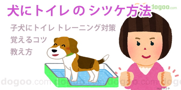 犬にトイレのシツケ 教え方と覚えるコツ 犬のq A集 Dogoo Com