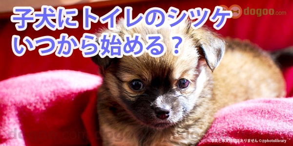 子犬にトイレのシツケ いつから始める 何ヶ月から開始 犬のq A集 Dogoo Com