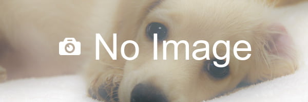 No Image 子犬販売 3326 9ヶ月の女の子